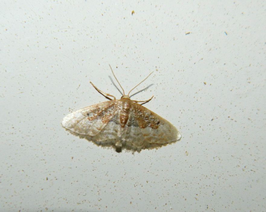 Aiuto Geometridae -Idaea filicata